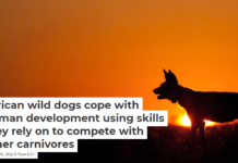 African wild dogs cope with human development using skills they rely on to compete with other carnivores