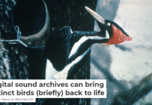 Digital sound archives can bring extinct birds (briefly) back to life