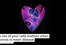 The sex of your cells matters when it comes to heart disease