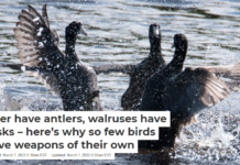 Deer have antlers, walruses have tusks – here’s why so few birds have weapons of their own