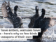 Deer have antlers, walruses have tusks – here’s why so few birds have weapons of their own