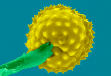 Pollen season is getting longer and more intense with climate change – here’s what allergy sufferers can expect in the future