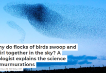 Why do flocks of birds swoop and swirl together in the sky? A biologist explains the science of murmurations