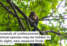 Thousands of undiscovered mammal species may be hidden in plain sight, new research finds