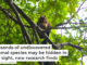 Thousands of undiscovered mammal species may be hidden in plain sight, new research finds