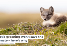 Arctic greening won’t save the climate – here’s why