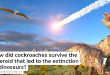 How did cockroaches survive the asteroid that led to the extinction of dinosaurs?