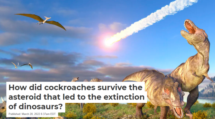 How did cockroaches survive the asteroid that led to the extinction of dinosaurs?