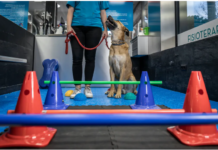For dogs with arthritis, daily activities don’t have to be painful