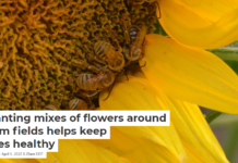 Planting mixes of flowers around farm fields helps keep bees healthy