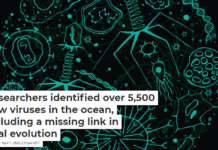 Researchers identified over 5,500 new viruses in the ocean, including a missing link in viral evolution