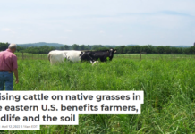 Raising cattle on native grasses in the eastern U.S. benefits farmers, wildlife and the soil