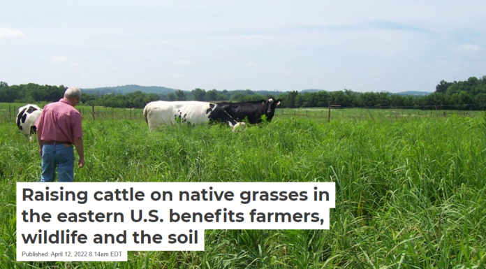 Raising cattle on native grasses in the eastern U.S. benefits farmers, wildlife and the soil