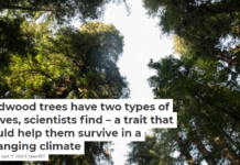 Redwood trees have two types of leaves, scientists find – a trait that could help them survive in a changing climate