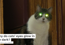Why do cats’ eyes glow in the dark?