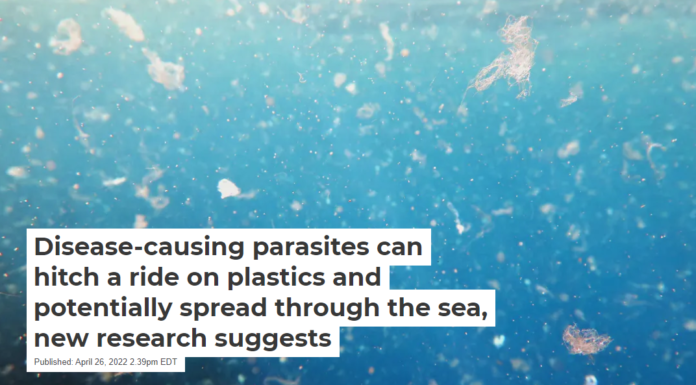 Disease-causing parasites can hitch a ride on plastics and potentially spread through the sea, new research suggests