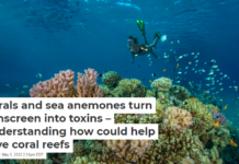 Corals and sea anemones turn sunscreen into toxins – understanding how could help save coral reefs