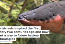 Electric eels inspired the first battery two centuries ago and now point a way to future battery technologies