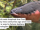 Electric eels inspired the first battery two centuries ago and now point a way to future battery technologies
