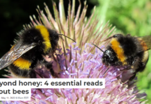 Beyond honey: 4 essential reads about bees