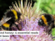 Beyond honey: 4 essential reads about bees
