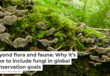 Beyond flora and fauna: Why it’s time to include fungi in global conservation goals