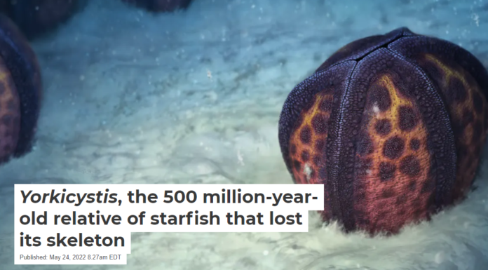 Yorkicystis, the 500 million-year-old relative of starfish that lost its skeleton