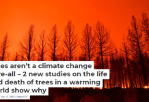 Trees aren’t a climate change cure-all – 2 new studies on the life and death of trees in a warming world show why