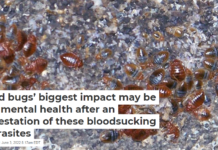 Bed bugs’ biggest impact may be on mental health after an infestation of these bloodsucking parasites