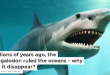 Millions of years ago, the megalodon ruled the oceans – why did it disappear?