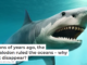 Millions of years ago, the megalodon ruled the oceans – why did it disappear?