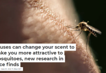 Viruses can change your scent to make you more attractive to mosquitoes, new research in mice finds