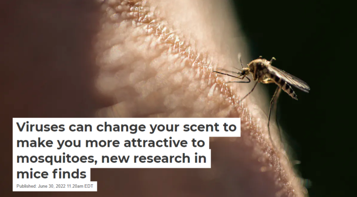 Viruses can change your scent to make you more attractive to mosquitoes, new research in mice finds