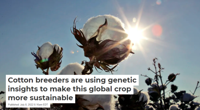 Cotton breeders are using genetic insights to make this global crop more sustainable