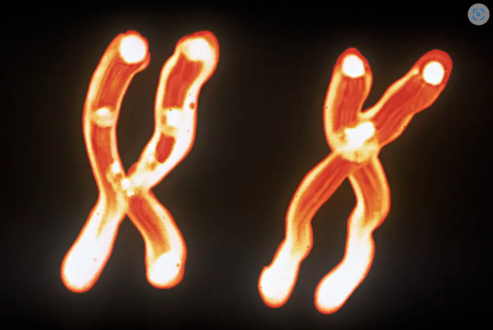 Chromosomes change over time, whether through the process of aging or exposure to harmful substances in the environment. Steven Puetzer/The Image Bank