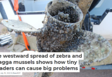 The westward spread of zebra and quagga mussels shows how tiny invaders can cause big problems