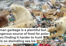Human garbage is a plentiful but dangerous source of food for polar bears finding it harder to hunt seals on dwindling sea ice