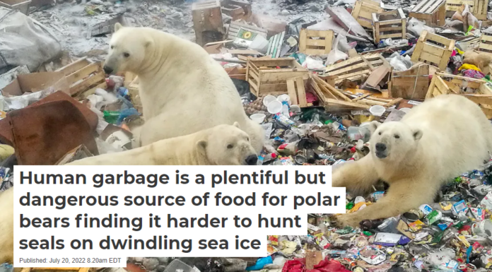 Human garbage is a plentiful but dangerous source of food for polar bears finding it harder to hunt seals on dwindling sea ice