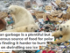 Human garbage is a plentiful but dangerous source of food for polar bears finding it harder to hunt seals on dwindling sea ice