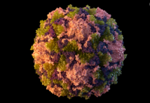 Polio in New York – an infectious disease doctor explains this exceedingly rare occurrence