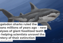 Megalodon sharks ruled the oceans millions of years ago – new analyses of giant fossilized teeth are helping scientists unravel the mystery of their extinction