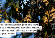 Monarch butterflies join the Red List of endangered species, thanks to habitat loss, climate change and pesticides