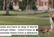Coyotes are here to stay in North American cities – here’s how to appreciate them from a distance