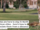 Coyotes are here to stay in North American cities – here’s how to appreciate them from a distance