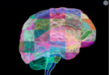 Illuminating the brain one neuron and synapse at a time – 5 essential reads about how researchers are using new tools to map its structure and function