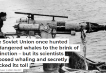 The Soviet Union once hunted endangered whales to the brink of extinction – but its scientists opposed whaling and secretly tracked its toll