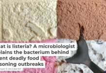 What is listeria? A microbiologist explains the bacterium behind recent deadly food poisoning outbreaks