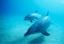 Dolphins use signature whistles to represent other dolphins – similarly to how humans use names