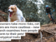 Dog owners take more risks, cat owners are more cautious – new research examines how people conform to their pets’ stereotypical traits