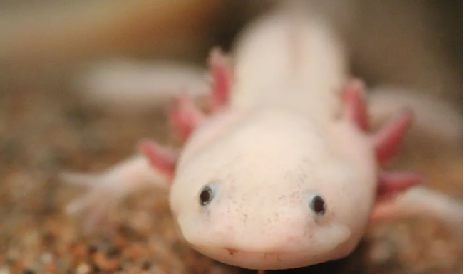 Axolotls can regenerate their brains – these adorable salamanders are helping unlock the mysteries of brain evolution and regeneration